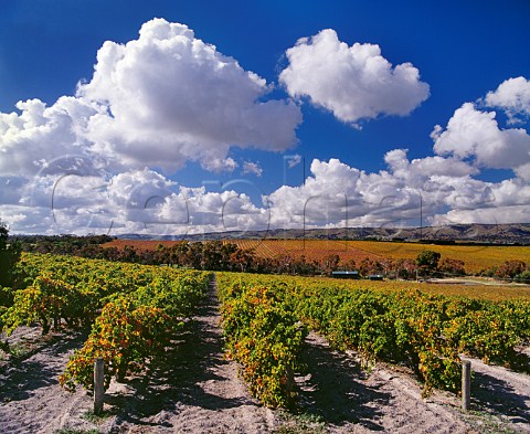Old Grenache vineyard near McLaren Vale South Australia  McLaren Vale