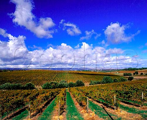 Autumnal vineyards near McLaren Vale   South Australia    McLaren Vale