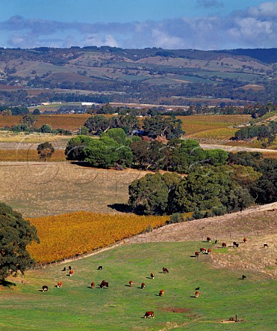 Cattle in field by autumnal vineyard near McLaren Vale South Australia      McLaren Vale