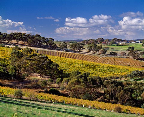 Autumnal vineyards near Blewitt Springs   South Australia    McLaren Vale