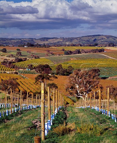 Newlyplanted Shiraz vineyard near Blewitt Springs South Australia McLaren Vale