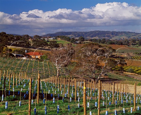 New Shiraz vineyard near Blewitt Springs   South Australia  McLaren Vale