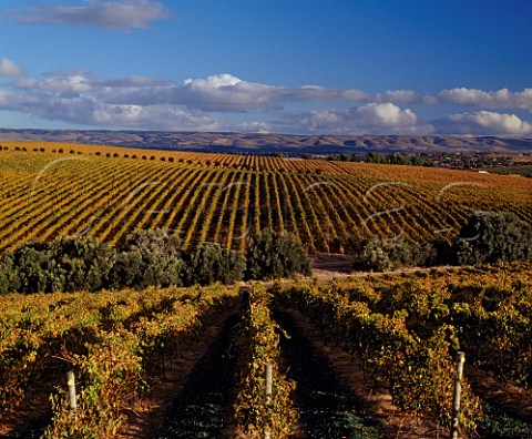 Autumnal expanse of vineyards McLaren Vale   South Australia      McLaren Vale