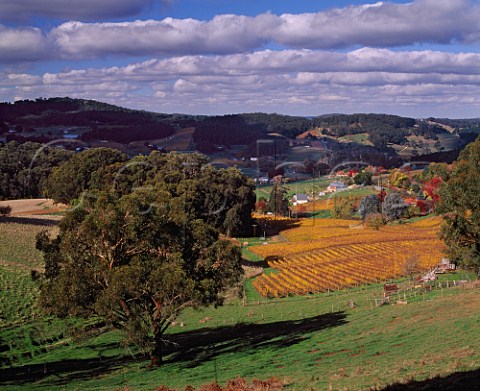Autumnal Mount Bonython vineyards of Petaluma   Piccadilly South Australia     Adelaide Hills