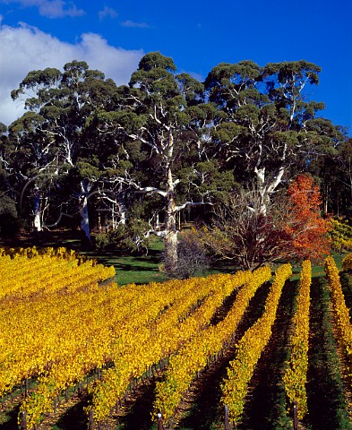 Autumnal Tiers Vineyard of Tapanappa   Piccadilly South Australia   Adelaide Hills