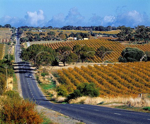 Road past autumnal vineyards McLaren Vale   South Australia      McLaren Vale