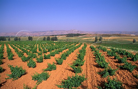 Spring in vineyard of Chateau Musar   Aana Bekaa Valley Lebanon