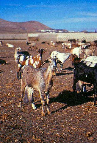 Goats at El Faro cheese factory   Lanzarote