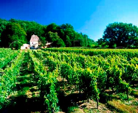 Vineyard at Capitourlan Gironde France   Ctes de Castillon