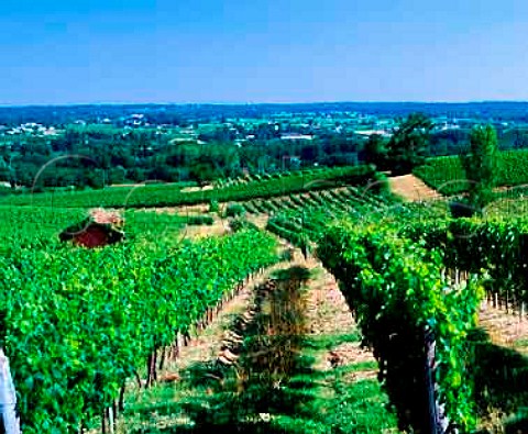 Vineyard at Le PiansurGaronne Gironde France   Ctes de Bordeaux SaintMacaire