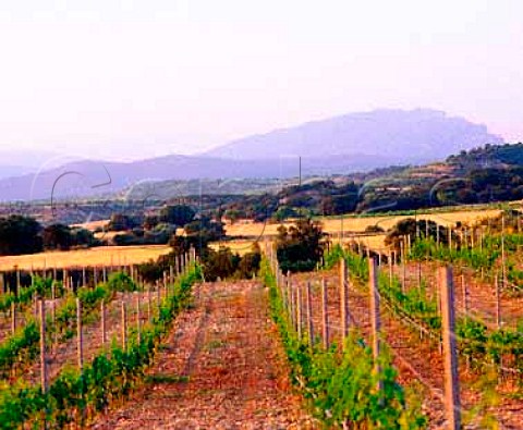 Vineyard near Ponzano Aragon Spain   Somontano