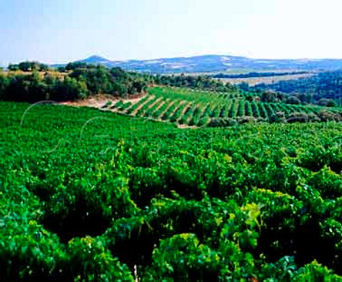 Vineyards near Salas Bajas Aragon Spain   Somontano