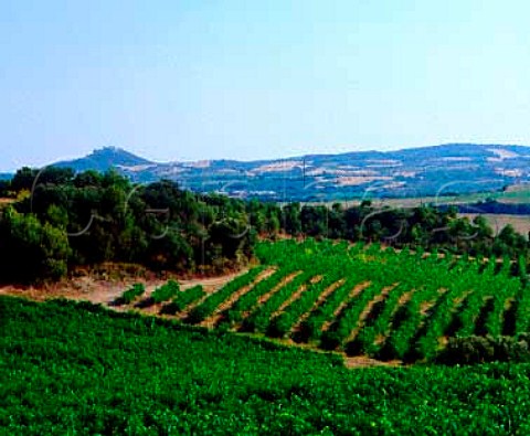 Vineyards near Salas Bajas Aragon Spain   Somontano