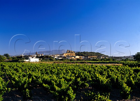 Vineyard at Cascante Navarra Spain     Navarra