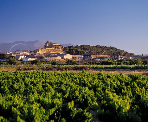 Vineyard at Cascante Navarra Spain     Navarra