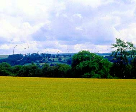 Field of Golden Promise barley on the Macallan  Estate Craigellachie Banffshire Scotland