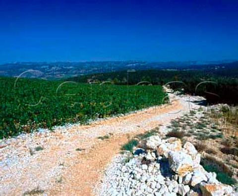 Vineyard of Domaine La Grange des Pres   Aniane Hrault France