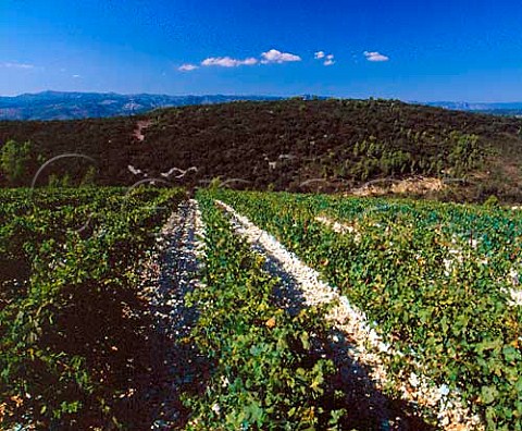 Vineyard of Domaine la Grange des Pres   Aniane Hrault France