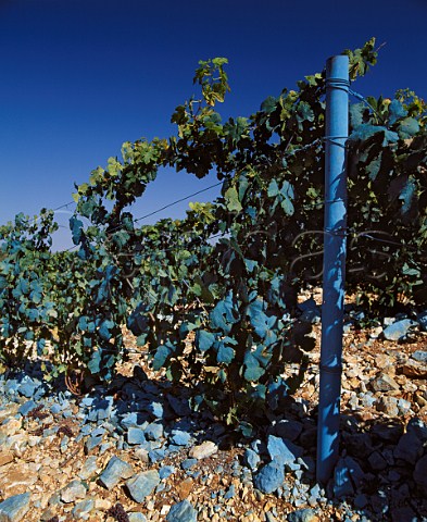 Vines which have been sprayed with copper sulphate   Bordeaux mixture to combat mildew   Hrault France