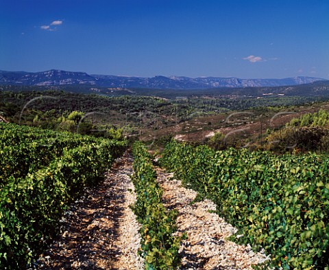 Vineyard of Domaine de la Grange des Pres Aniane Hrault France