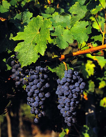 Bunches of Cabernet Sauvignon grapes in the original   vineyard of Mas de Daumas Gassac  Aniane Hrault France