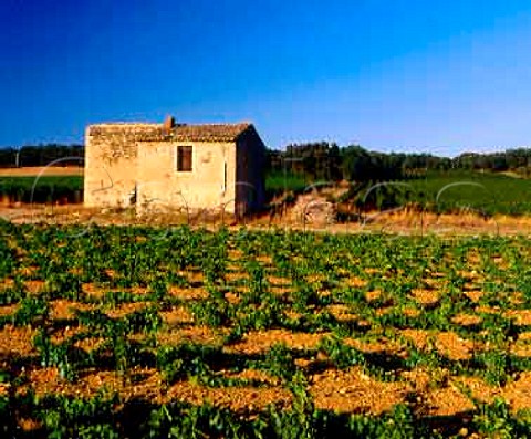 Vineyards of Domaine De Nizas Nizas near Pzenas Hrault France Coteaux du Languedoc  Vin de Pays dOc