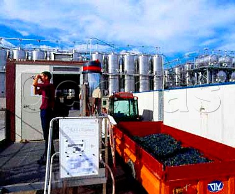 Checking the potential alcohol sugar content of   grapes as they arrive at the Mont Tauch cooperative   Tuchan Aude France      Fitou  Corbires