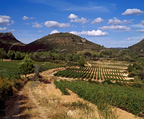 Vineyards near Tuchan Aude France   Fitou  Corbires