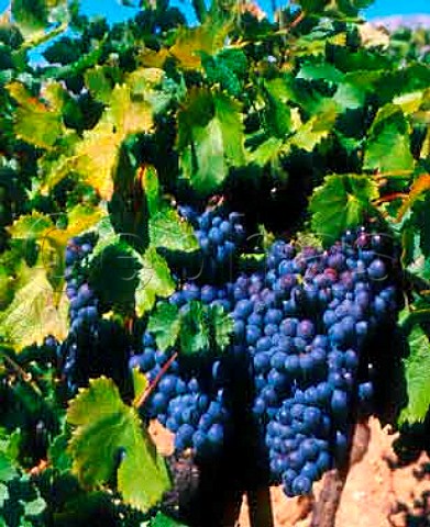 Cinsaut grapes   Ctes de Provence
