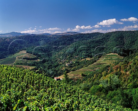 Vineyards in the hills west of TournonsurRhne Ardche France   StJoseph