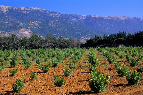 Vineyard of Chateau Musar at Aana in the   Bekaa Valley Lebanon
