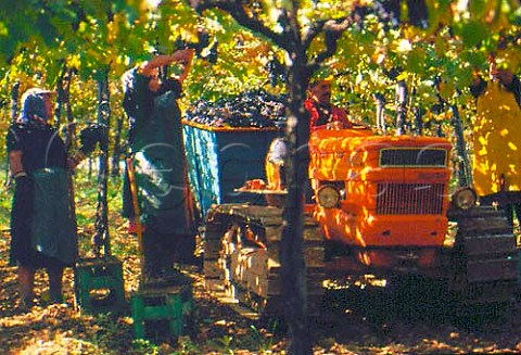 Harvesting grapes in vineyard of   Dino Illuminati Controguerra   Abruzzi Italy