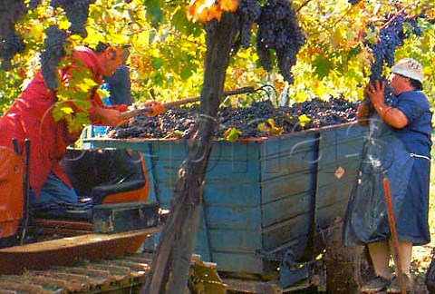 Harvesting grapes in vineyard of   Dino Illuminati Controguerra   Abruzzi Italy