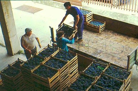 Unloading the harvest at the winery of   Allegrini Negrar Veneto Italy  Valpolicella
