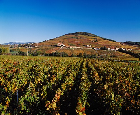Autumnal Gamay vineyards around and on  the slopes of Mont Brouilly Odenas Rhne France  Cte de Brouilly  Beaujolais