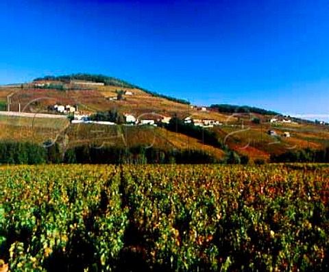 Autumnal Gamay vineyards around and on the slopes of   Mont Brouilly Odenas Rhne France  Cte de Brouilly  Beaujolais