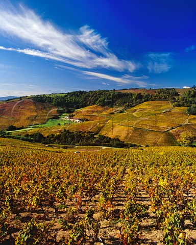 Autumnal Gamay vineyards near Fleurie   Rhne France  Fleurie  Beaujolais