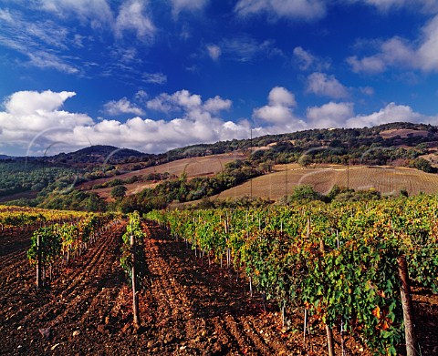 Vineyard of Castello di Montep Near Scansano Grosseto Province Tuscany Italy  Morellino di Scansano  southern Maremma