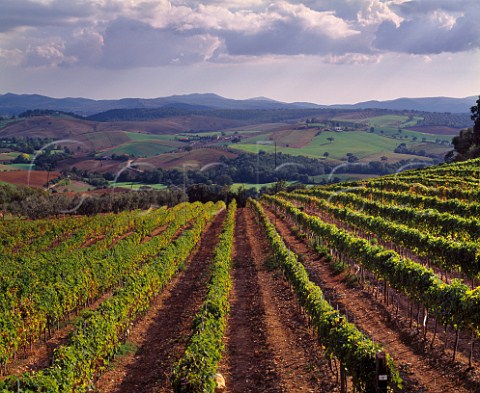 Vineyard of Ezio Mantellassi on his Podere Banditaccia Magliano in Toscana   Grosseto Province Tuscany Italy    Morellino di Scansano  Southern Maremma