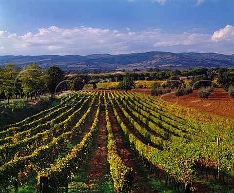 Vineyards near Montemerano Grosseto Province Tuscany Italy  Morellino di Scansano  Southern Maremma