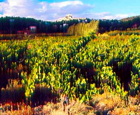 Vineyard below the village of Le Barroux   Vaucluse France   Ctes du Ventoux