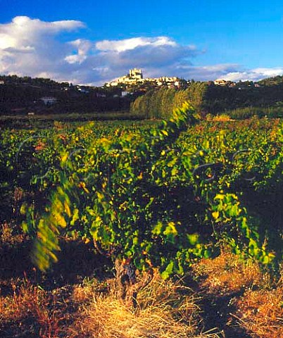 Vineyard below the village of Le Barroux   Vaucluse France   Ctes du Ventoux