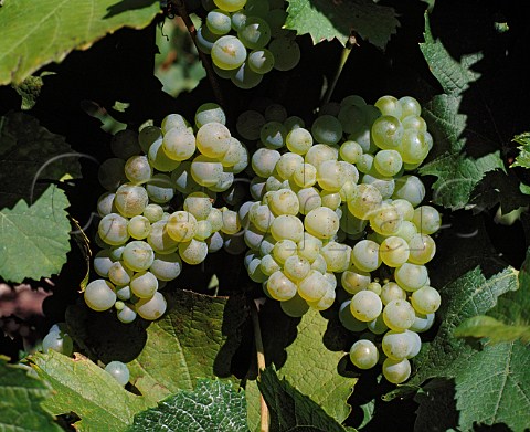 Jacqure grapes Jongieux Savoie France