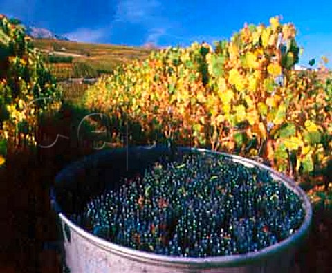 Harvested Pinot Noir grapes in vineyard of   Maurice Gay at Molignon near Sion   Valais Switzerland