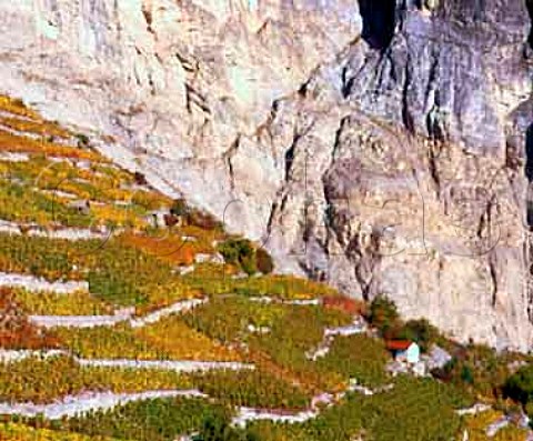 Autumnal terraced vineyards Chamoson Valais   Switzerland