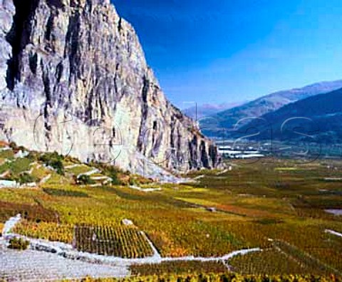 Autumnal vineyards in the Rhne Valley at   Chamoson Valais Switzerland