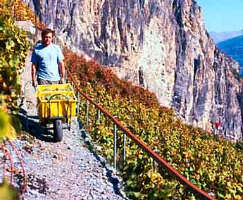 Harvesting grapes in steep vineyard   at Chamoson Valais Switzerland
