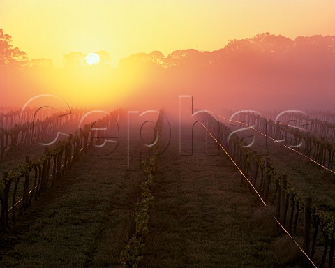 Misty sunrise over vineyard Coonawarra   South Australia