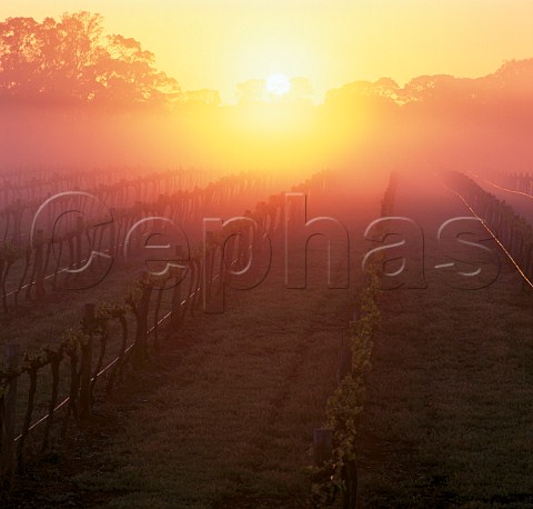 Misty sunrise over vineyard Coonawarra   South Australia