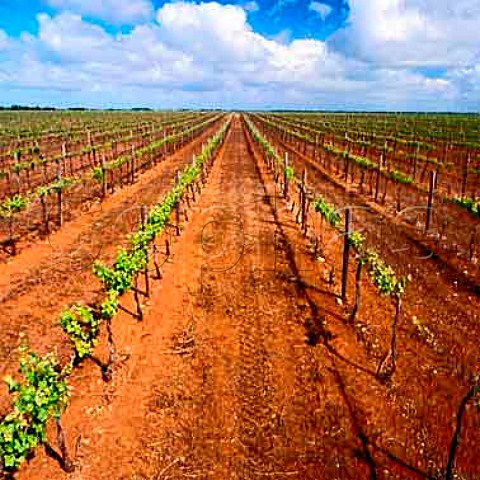 Vineyard on the red soil clay loam on limestone  of Coonawarra South Australia